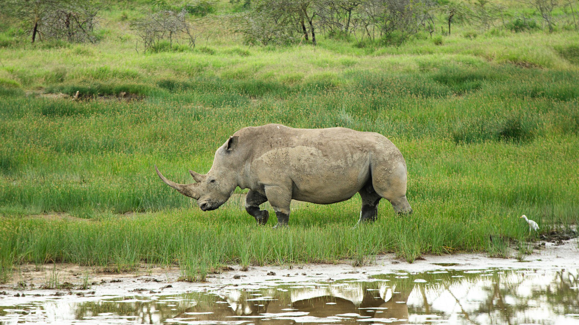 Things to do in Kenya a rhino grazing in a grassy field next to a body of water